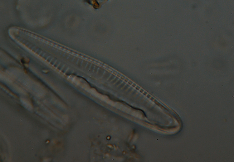 Cimitero di diatomee?